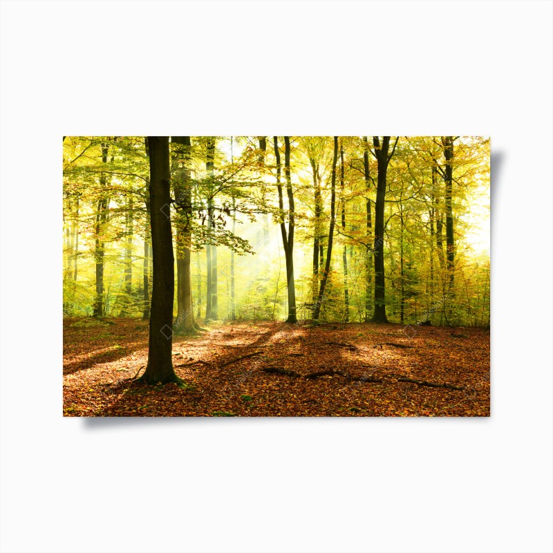 Wälder – Wallnifity®