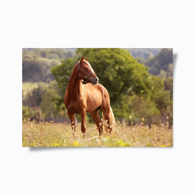Tiere – Wallnifity®