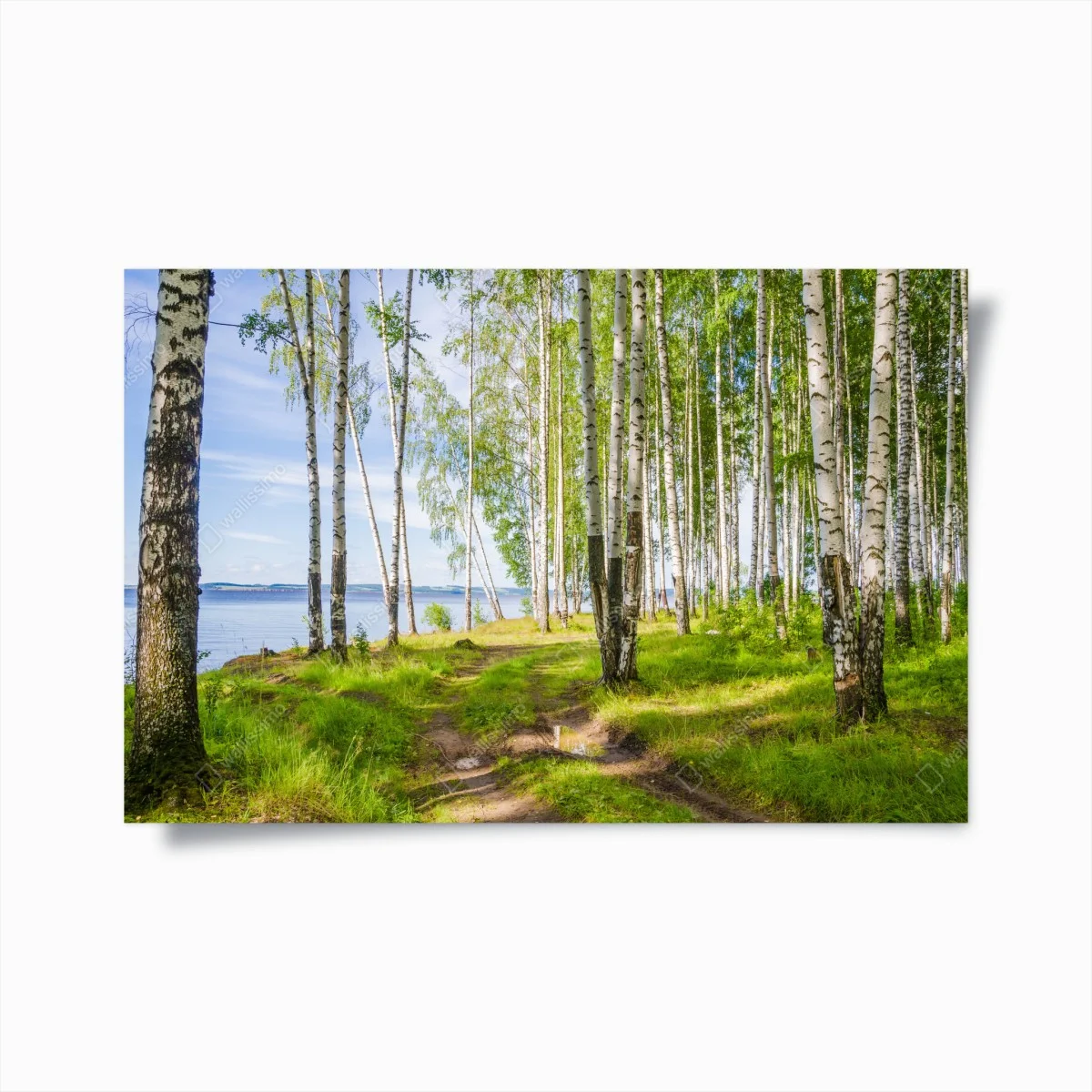 Poster sonnige birkenlichtung am wasser – Wallnifity® Poster sonnige birkenlichtung am wasser – Wallnifity®