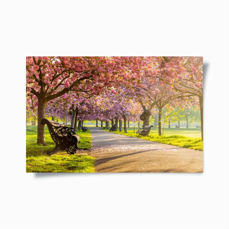 Poster kirschblütenallee im frühling