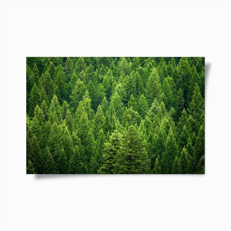 Wälder – Wallnifity®