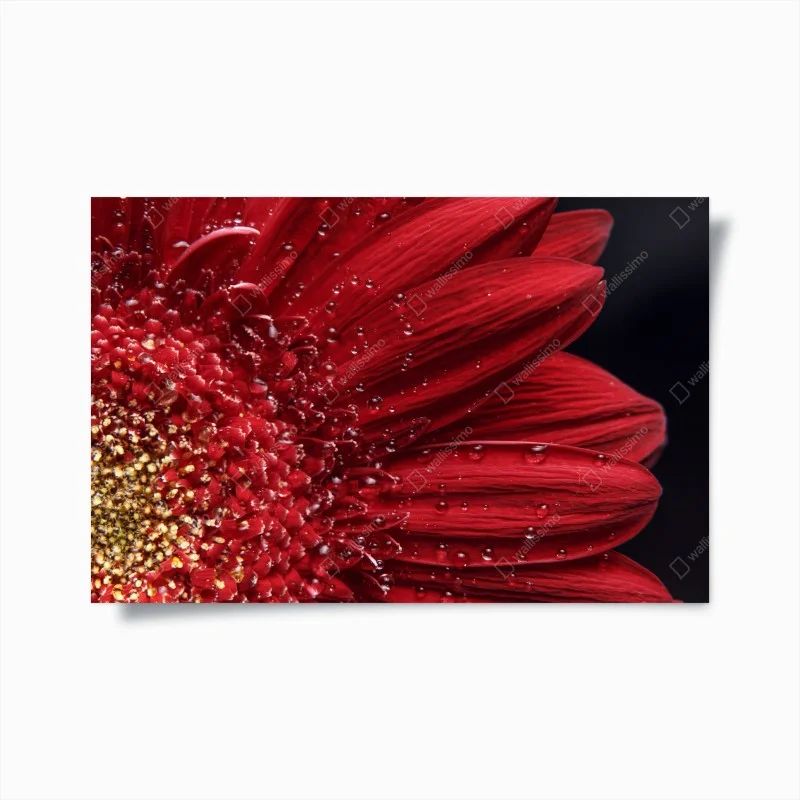 Poster rote gerbera makro mit wassertropfen