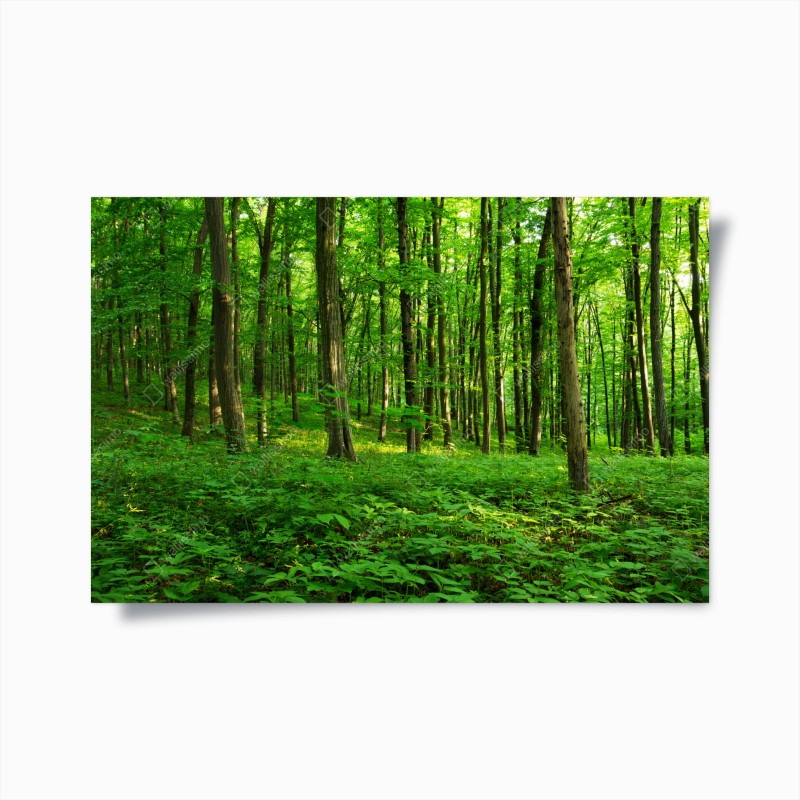 Wälder – Wallnifity®