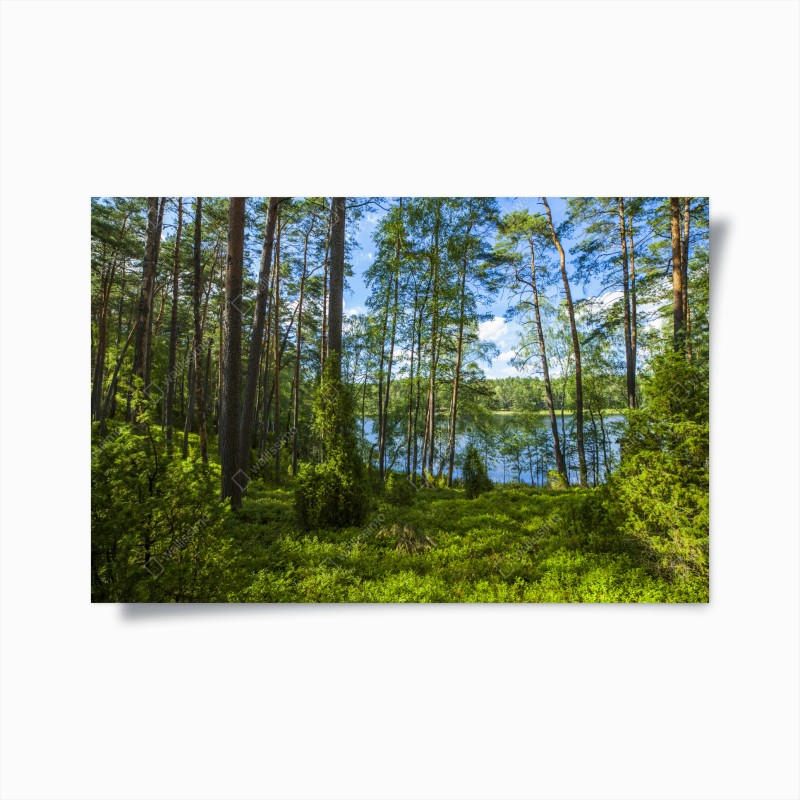 Wälder – Wallnifity®