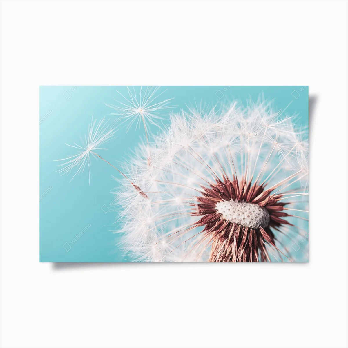 Poster zarter löwenzahn vor türkisfarbenem hintergrund – Wallnifity® Poster zarter löwenzahn vor türkisfarbenem hintergrund – Wallnifity®