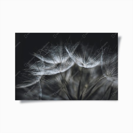Poster zarte löwenzahnsamen in monochrom – Wallnifity®