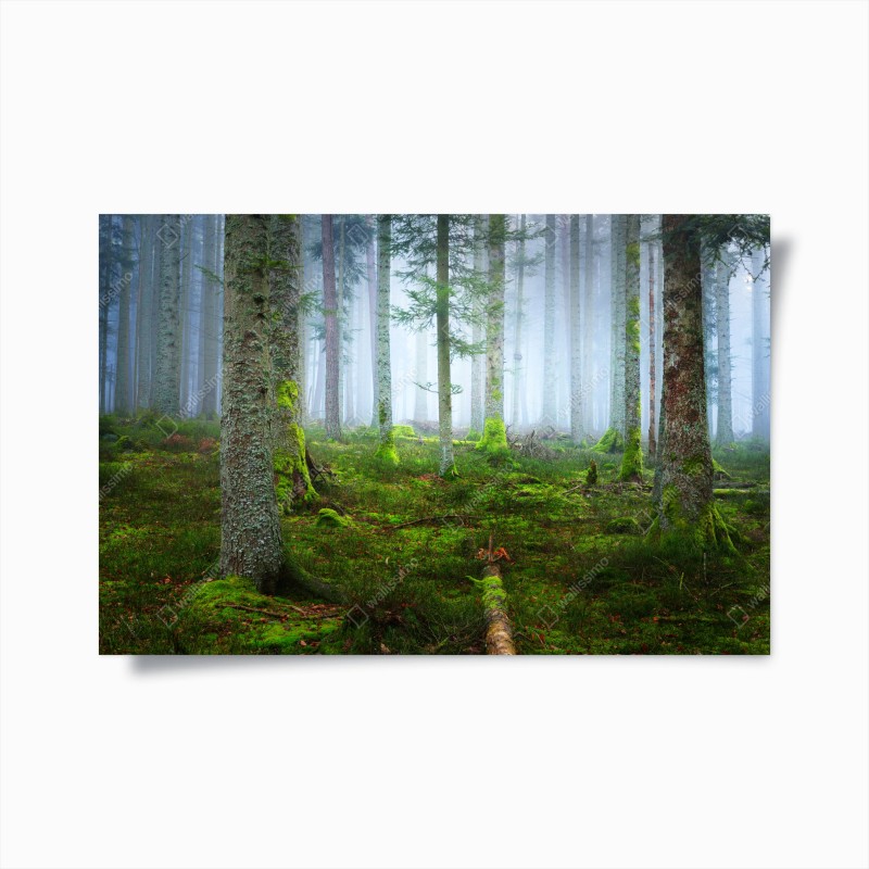 Wälder – Wallnifity®