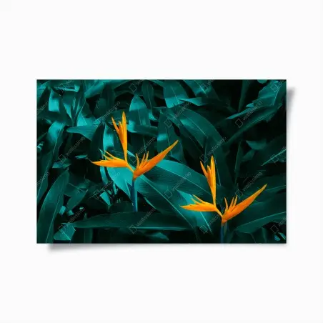 Poster tropische strelitzie auf türkisfarbenen blättern – Wallnifity®