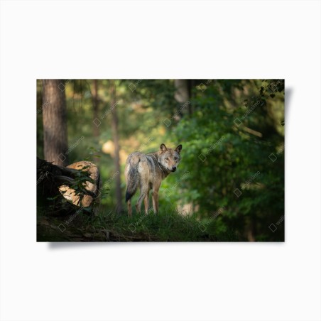 Poster wolf auf der lichtung im wald – Wallnifity®
