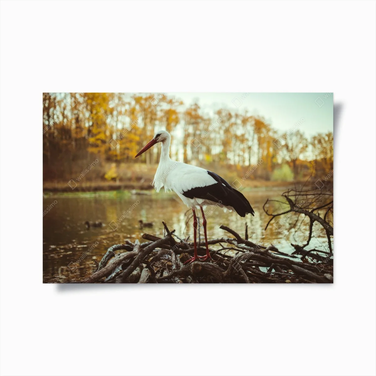 Poster weißer storch am herbstlichen see – Wallnifity® Poster weißer storch am herbstlichen see – Wallnifity®