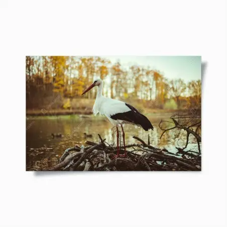 Poster weißer storch am herbstlichen see – Wallnifity®