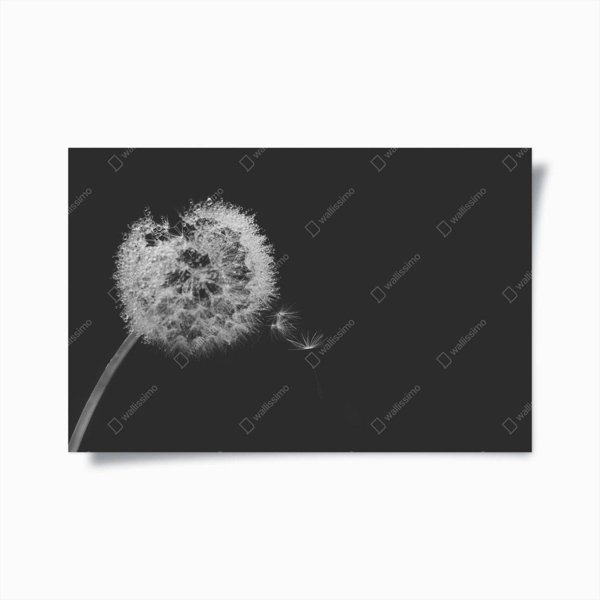 Poster zarter löwenzahn in monochrom – Wallnifity®
