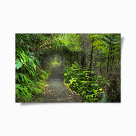 Poster üppiger regenwaldpfad im Kilauea Iki, Hawaii – Wallnifity®