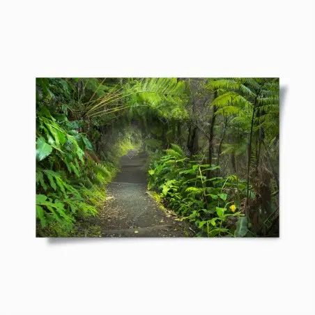 Poster üppiger regenwaldpfad im Kilauea Iki, Hawaii – Wallnifity®