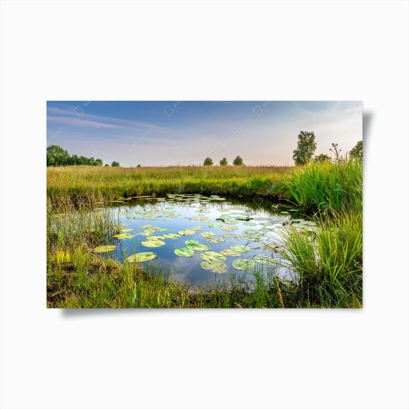 Poster ruhiger seerosen-teich in der wiese