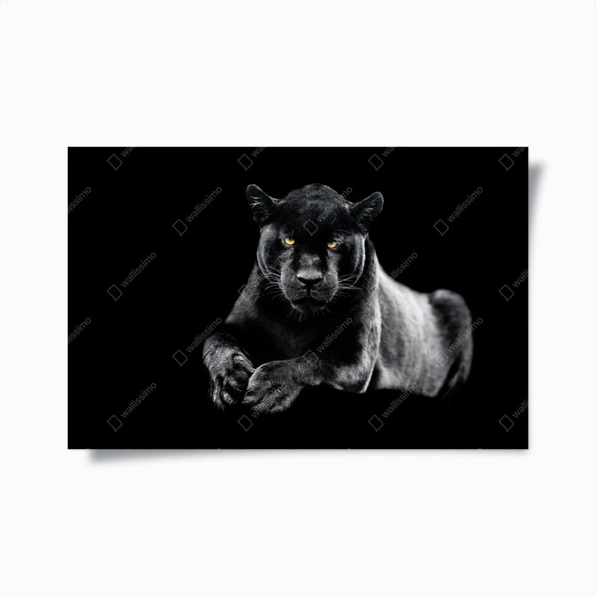 Poster porträt eines schwarzen panthers vor schwarzem hintergrund – Wallnifity® Poster porträt eines schwarzen panthers vor schwarzem hintergrund – Wallnifity®