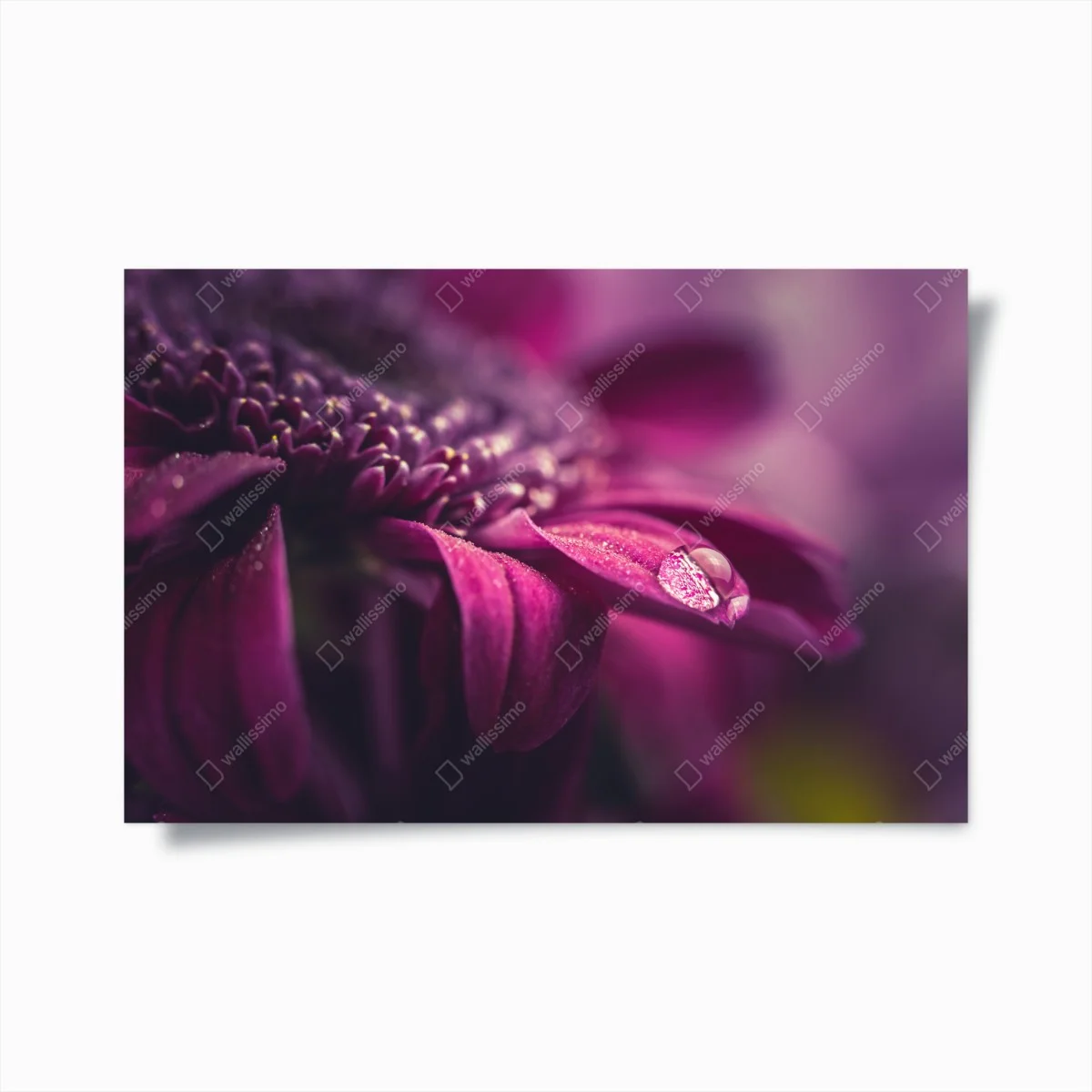 Poster lila makroblüte mit tautropfen – Wallnifity® Poster lila makroblüte mit tautropfen – Wallnifity®