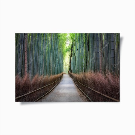 Poster ruhiger bambuswaldweg – Wallnifity®