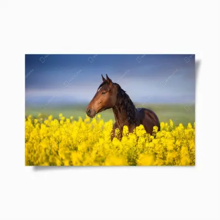 Poster braunes pferd im gelben rapsfeld – Wallnifity®