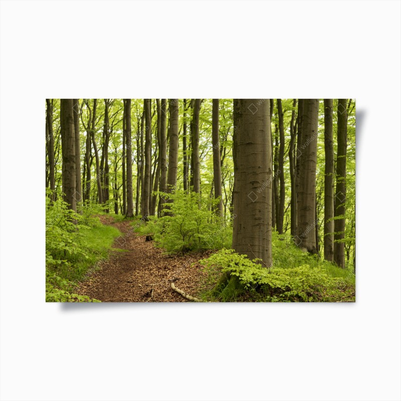 Wälder – Wallnifity®