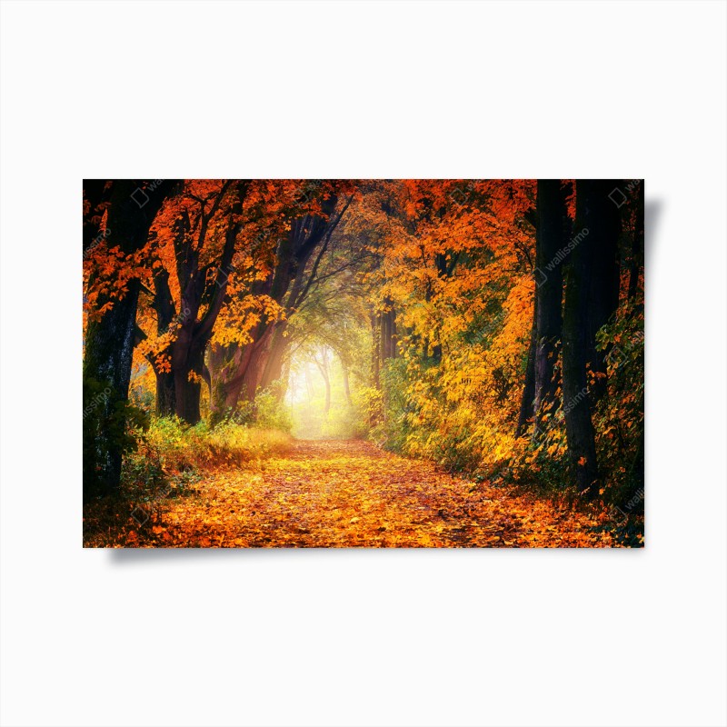 Wälder – Wallnifity®