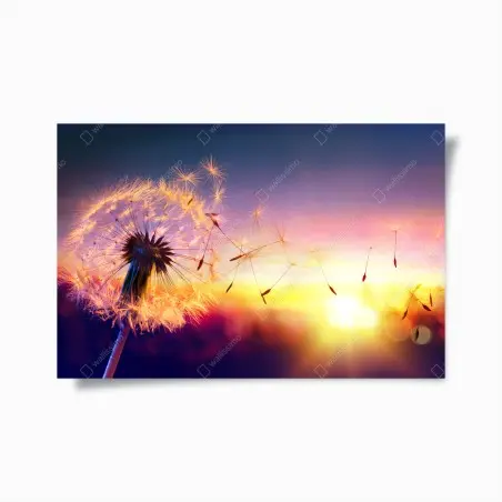 Poster goldener löwenzahn bei sonnenuntergang – Wallnifity®