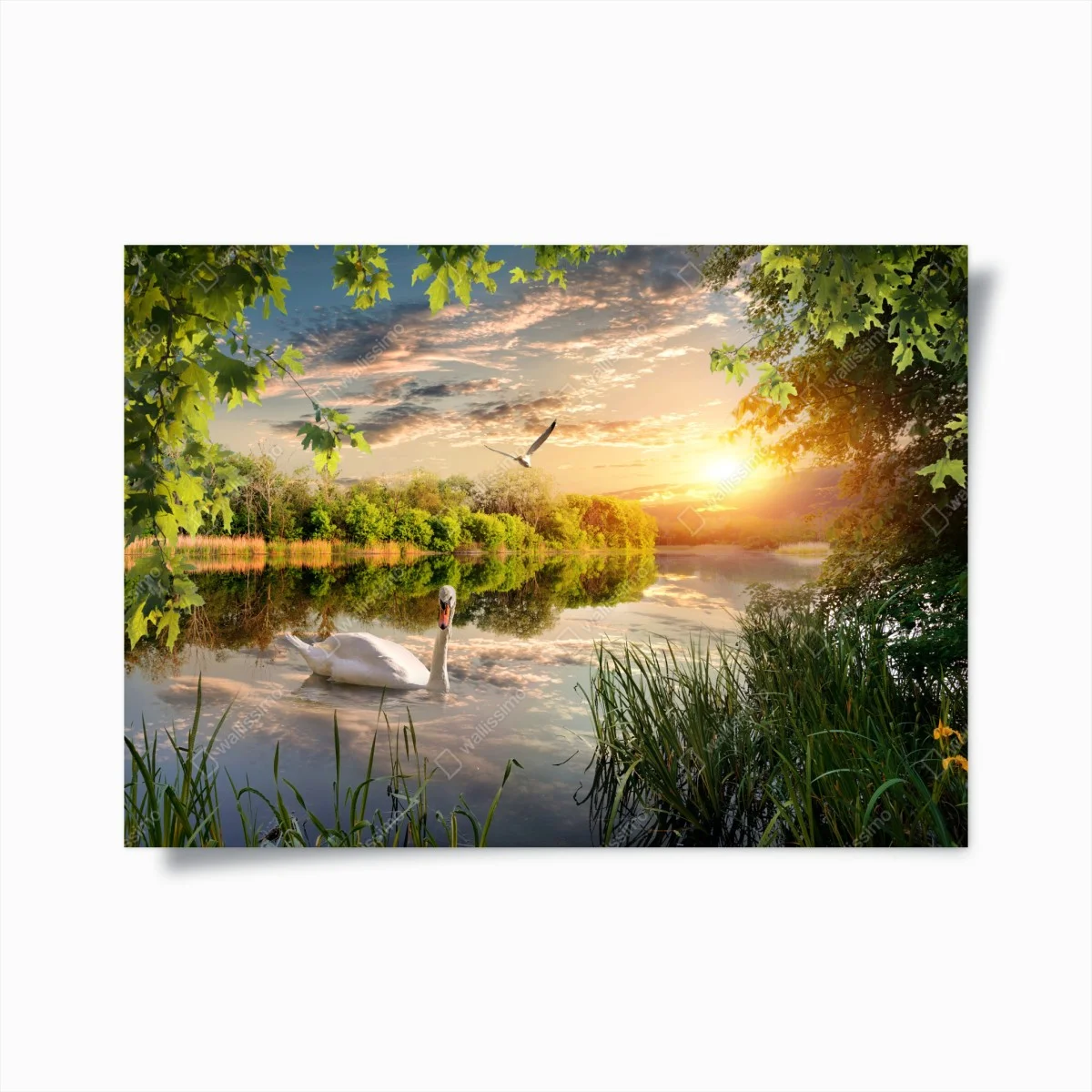 Poster sonnenuntergang mit schwan auf stillem see – Wallnifity® Poster sonnenuntergang mit schwan auf stillem see – Wallnifity®