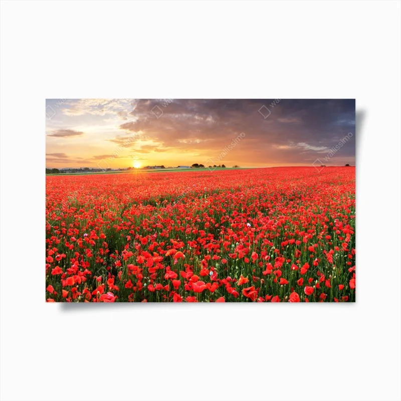 Poster mohnfeld im sonnenuntergang