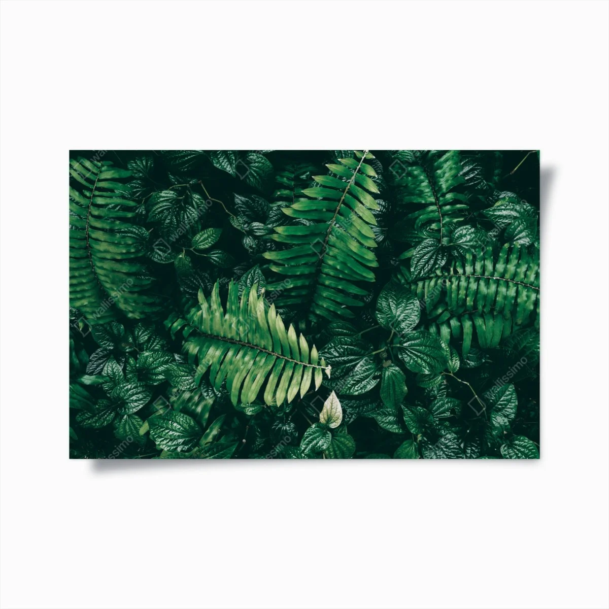 Poster üppige tropische blätter – Wallnifity® Poster üppige tropische blätter – Wallnifity®