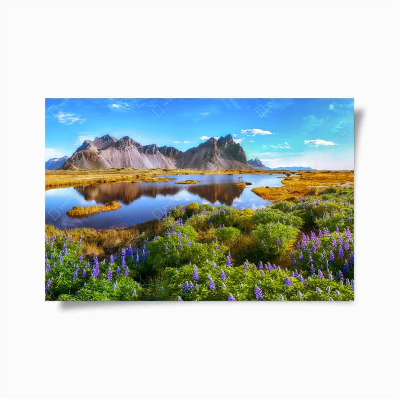 Poster lebendige lupinenwiesen bei Vestrahorn, Island