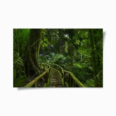 Poster ruhiger dschungelsteg durch üppigen regenwald – Wallnifity®
