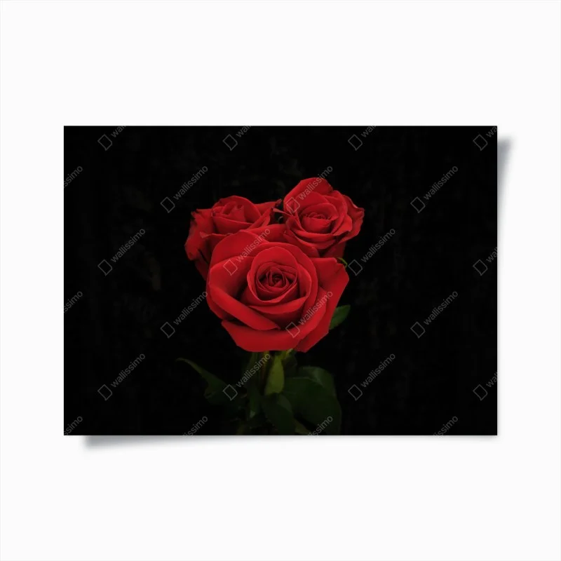Poster rote rosen vor schwarzem hintergrund