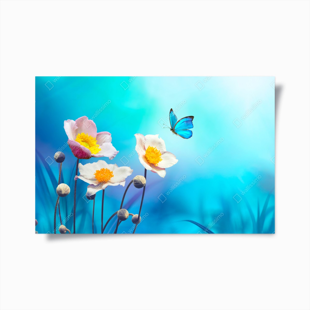 Poster zarte rosa anemonen und blauer schmetterling – Wallnifity®