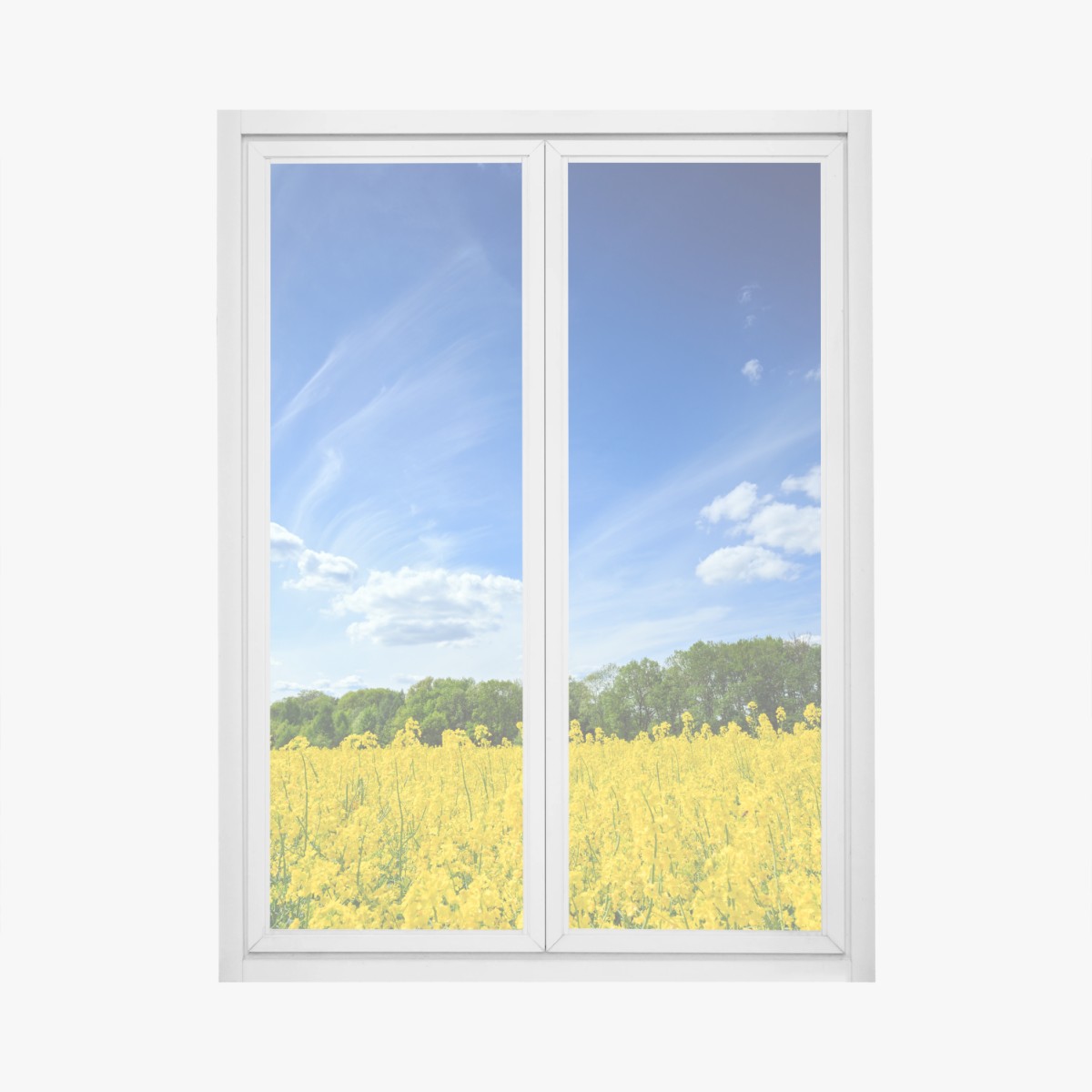 Fensteraufkleber polnisches rapsfeld unter blauem himmel – Wallnifity®