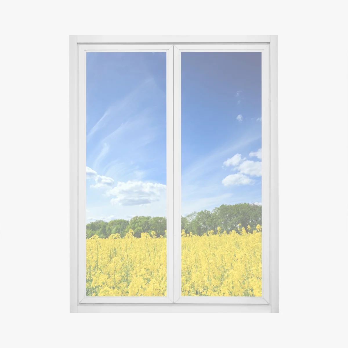 Fensteraufkleber polnisches rapsfeld unter blauem himmel – Wallnifity® Fensteraufkleber polnisches rapsfeld unter blauem himmel – Wallnifity®