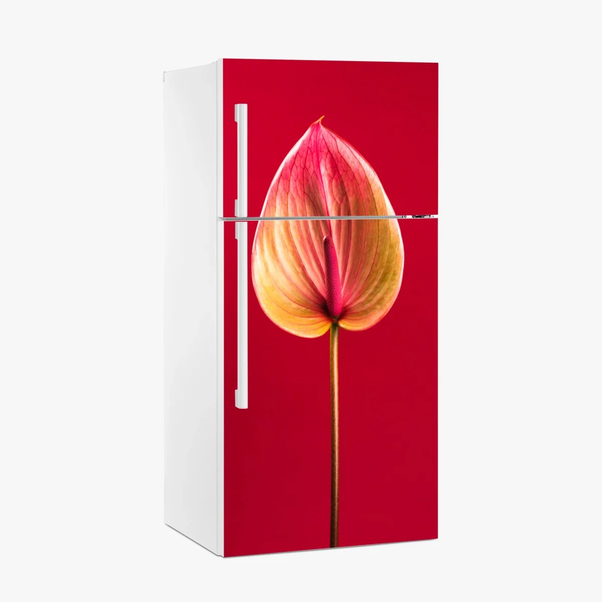 Kühlschrankaufkleber elegantes anthurium vor rotem hintergrund – Wallnifity® Kühlschrankaufkleber elegantes anthurium vor rotem hintergrund – Wallnifity®