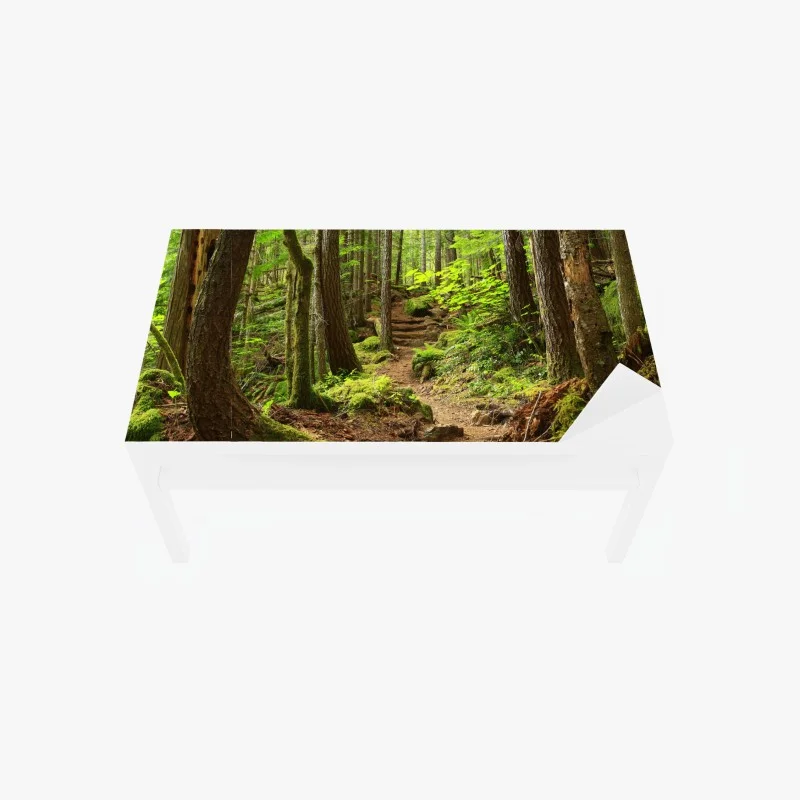 Tischaufkleber und Schreibtischaufkleber moosiger waldpfad
