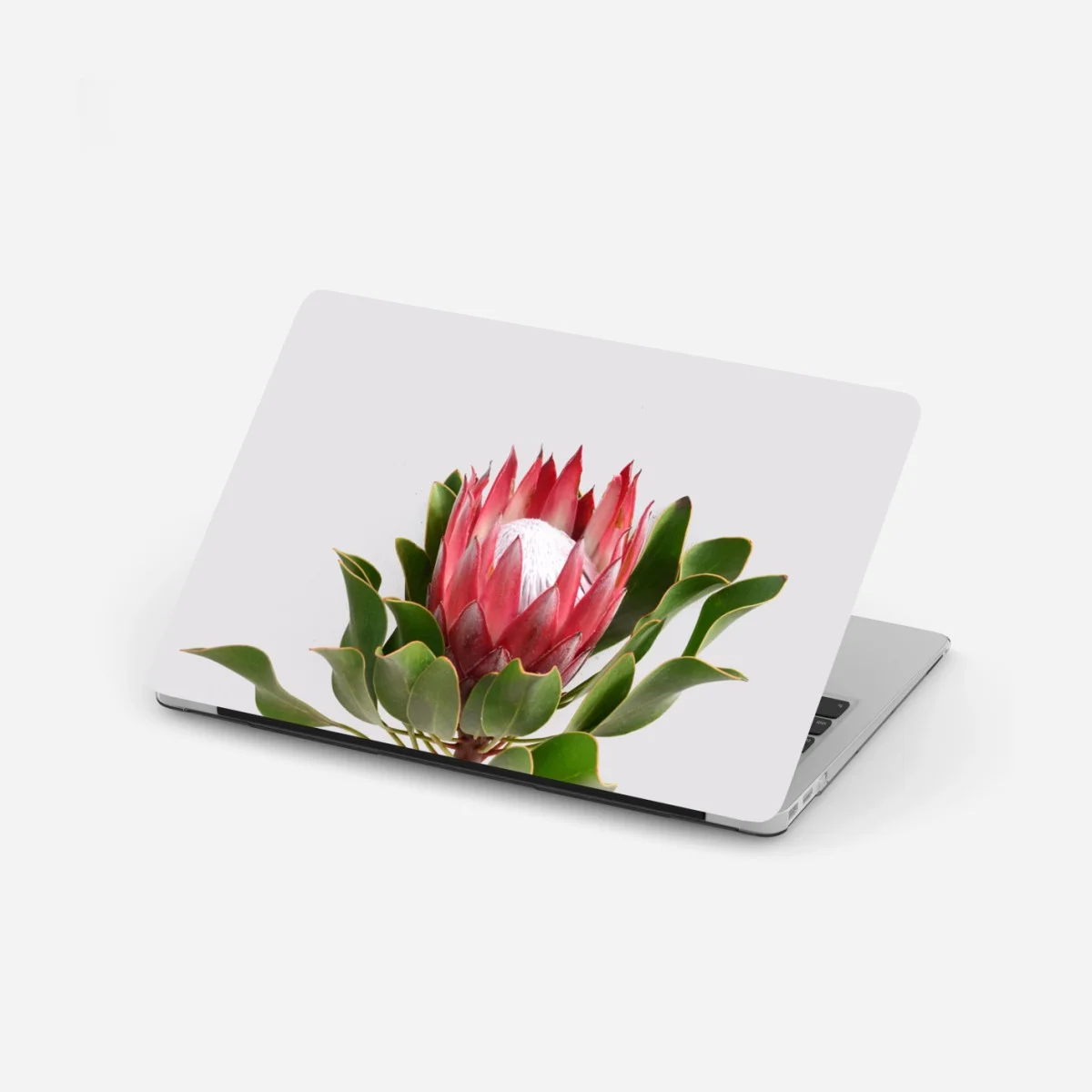 Laptop-Aufkleber rosa protea auf neutralem hintergrund – Wallnifity® Laptop-Aufkleber rosa protea auf neutralem hintergrund – Wallnifity®