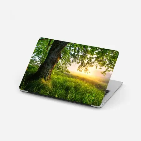 Laptop-Aufkleber morgendliche eiche auf sonnenbeschienener wiese – Wallnifity®