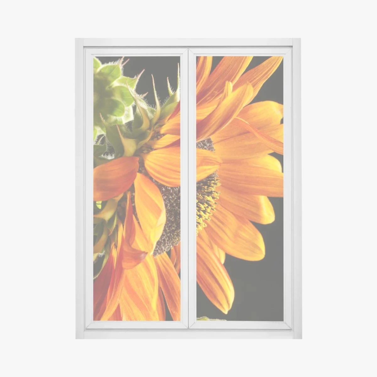 Fensteraufkleber leuchtende orange sonnenblume nahaufnahme – Wallnifity® Fensteraufkleber leuchtende orange sonnenblume nahaufnahme – Wallnifity®