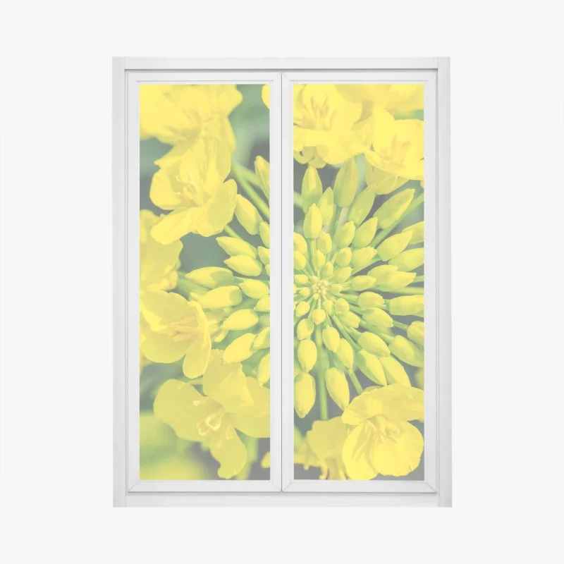 Fensteraufkleber lebhafte gelbe rapsblüte im nahen makro