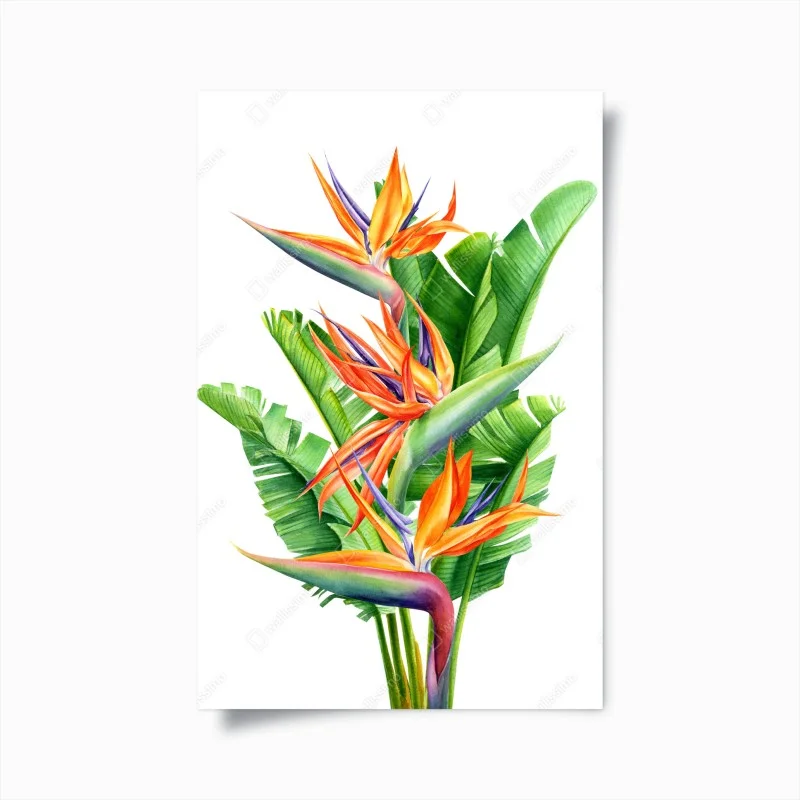 Poster bunte strelitzie mit tropischen blättern