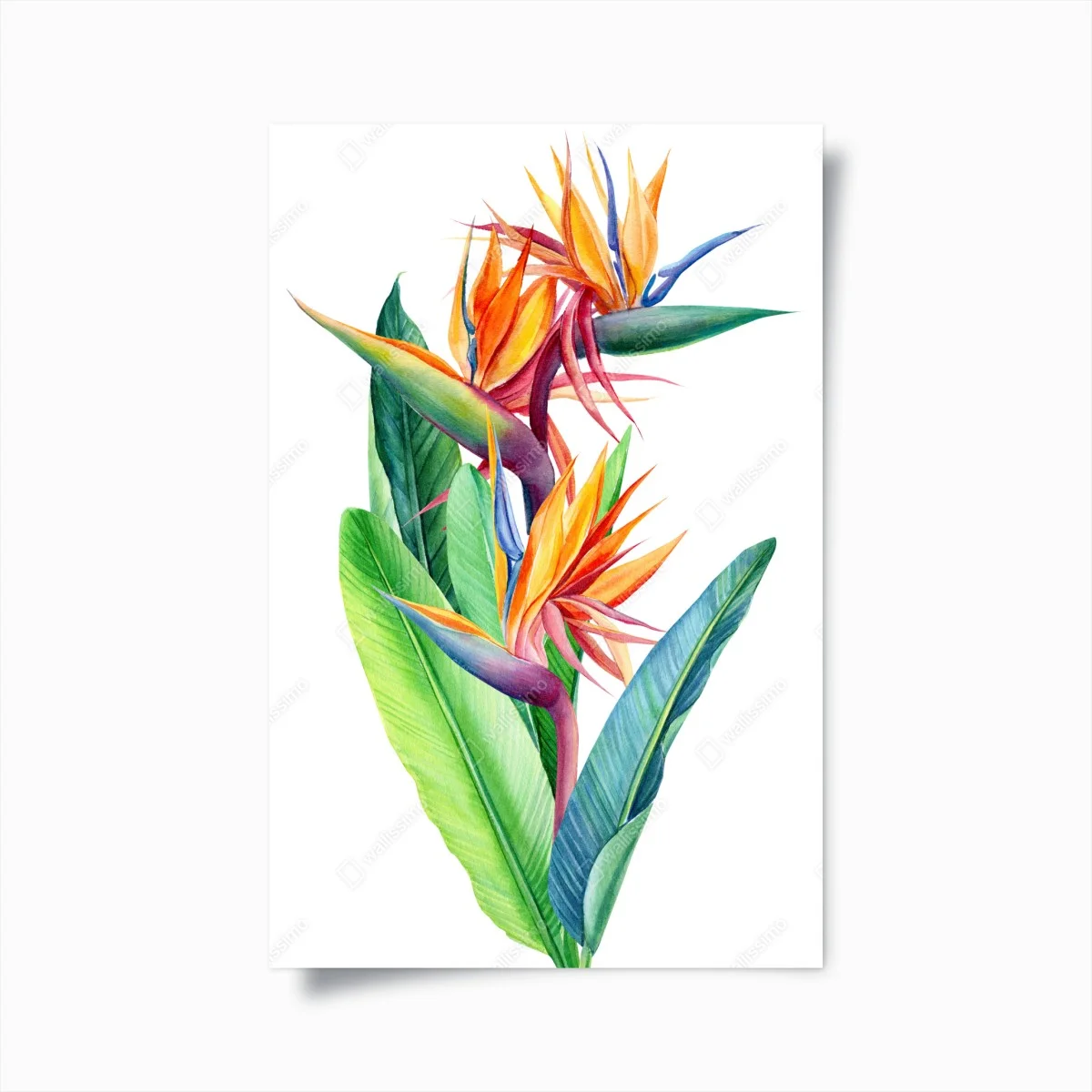 Poster farbenfrohe strelitzie aquarell botanisches bild – Wallnifity® Poster farbenfrohe strelitzie aquarell botanisches bild – Wallnifity®