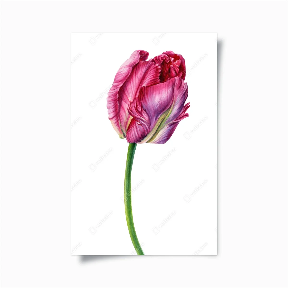 Poster rosa tulpe aquarell botanische illustration – Wallnifity® Poster rosa tulpe aquarell botanische illustration – Wallnifity®