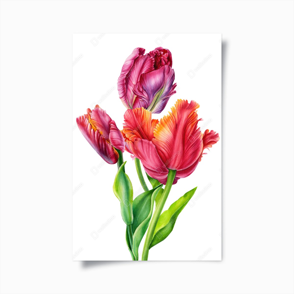 Poster leuchtende rosa tulpen in aquarell – Wallnifity®