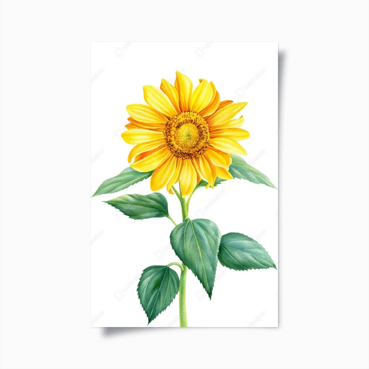 Poster sonnenblume in aquarell – Wallnifity® Poster sonnenblume in aquarell – Wallnifity®