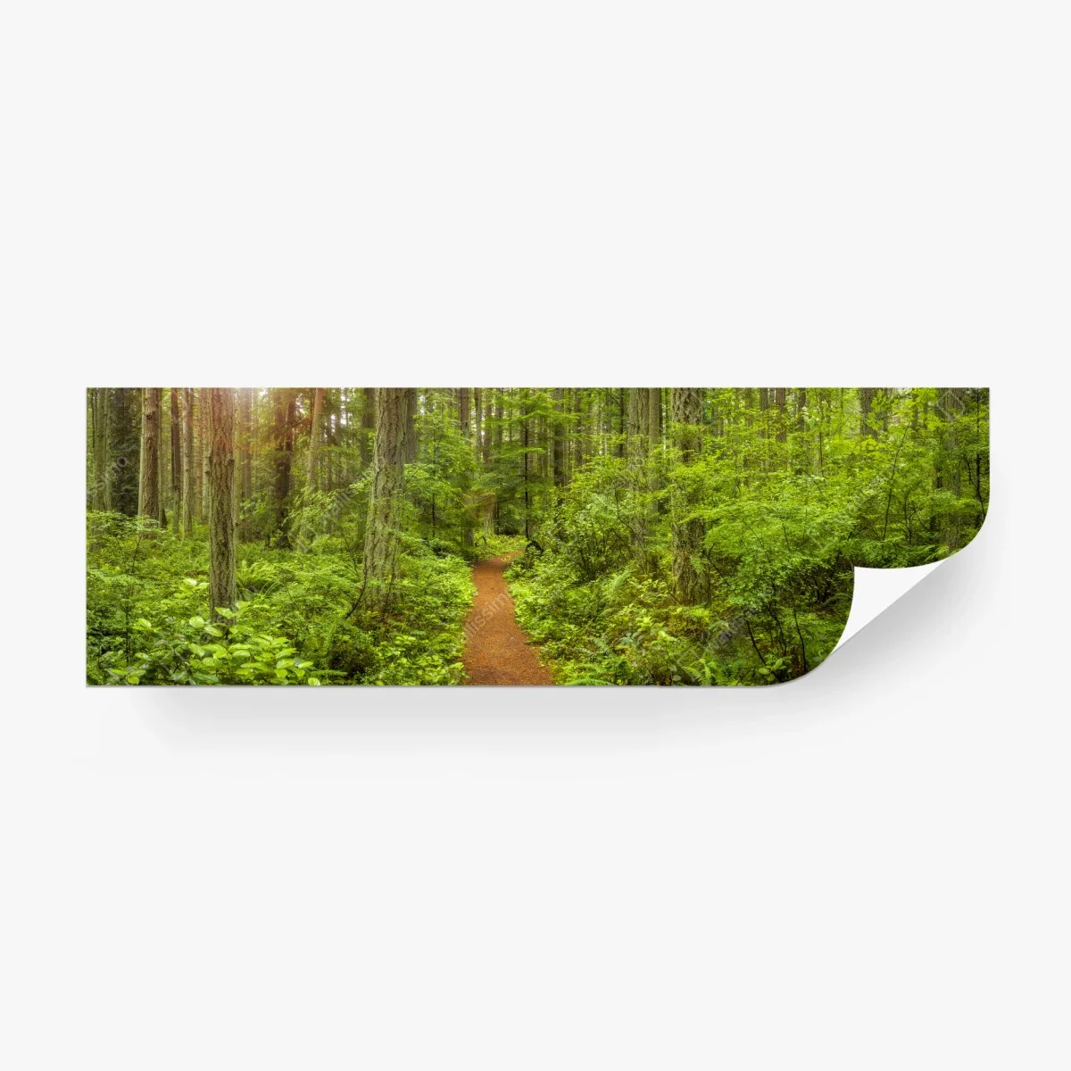 Fototapete friedlicher waldpfad – Wallnifity® Fototapete friedlicher waldpfad – Wallnifity®