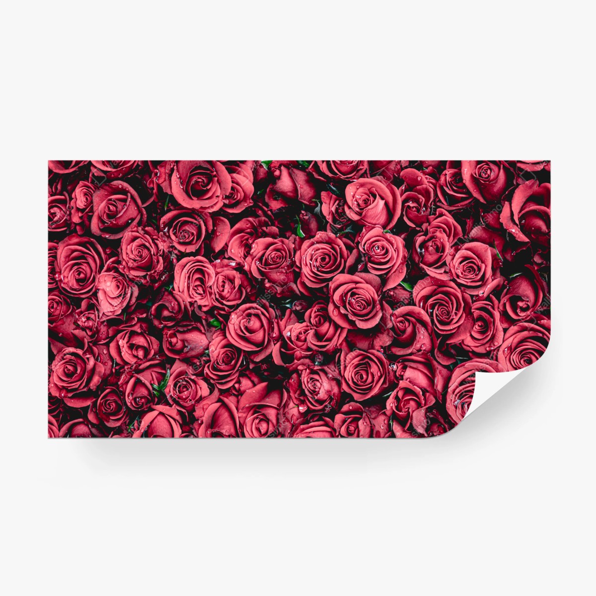 Fototapete pralle rote rosen wandbild – Wallnifity®