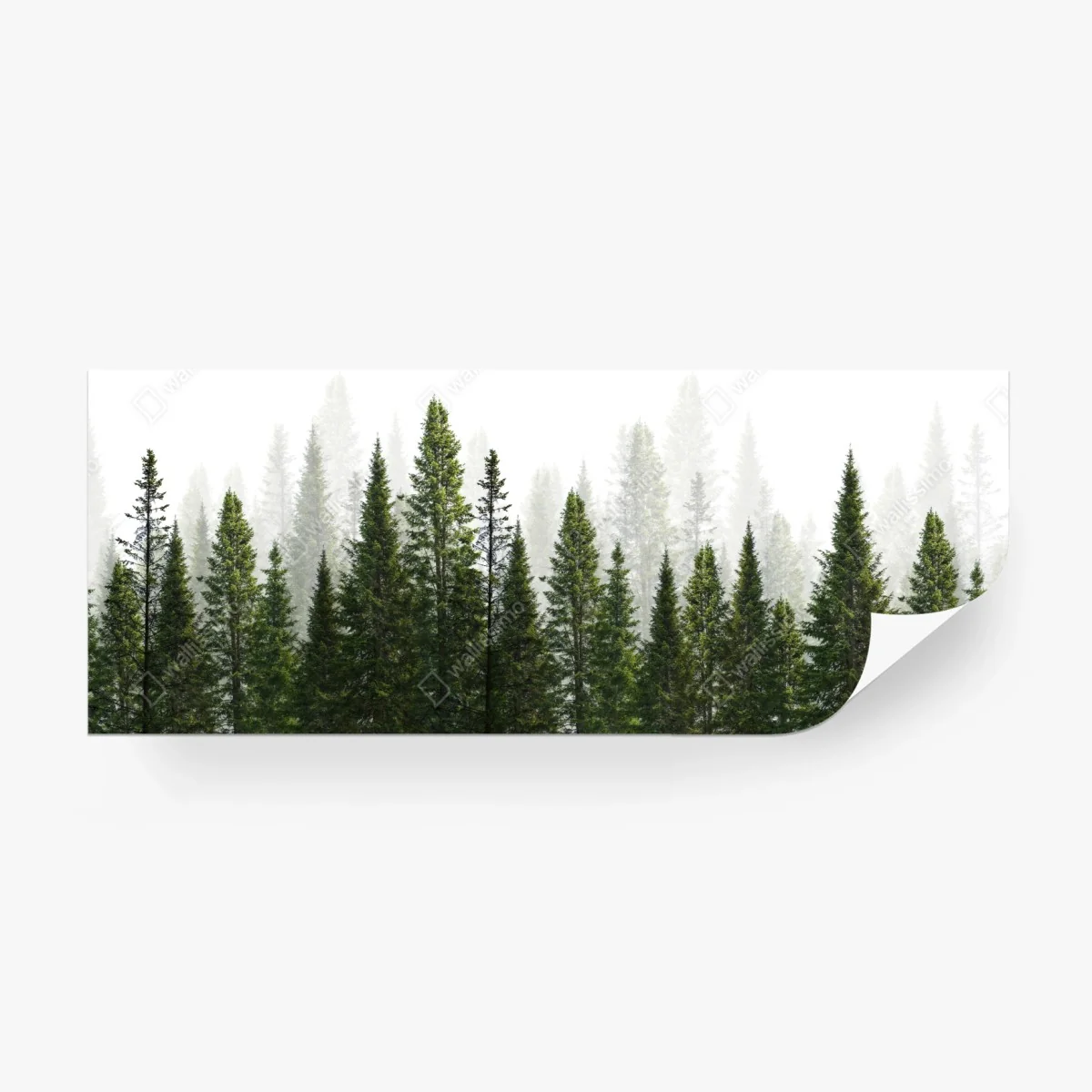 Fototapete nebliger tannenwald – Wallnifity®