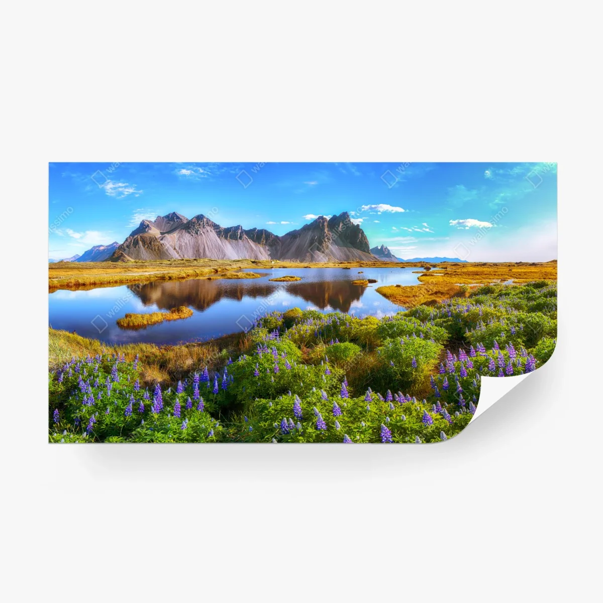 Fototapete lebendige lupinenwiesen bei Vestrahorn, Island – Wallnifity®